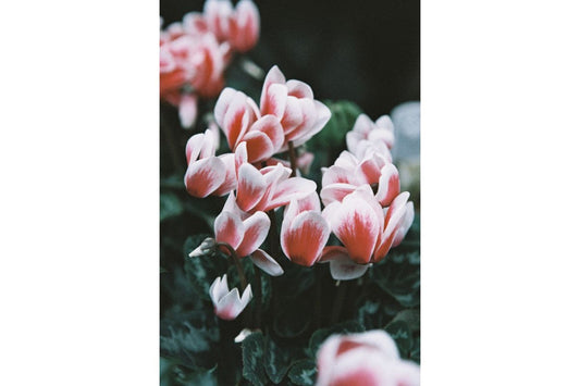 Lomography LomoChrome Color ’92 ISO 400 135 Color Negative Film