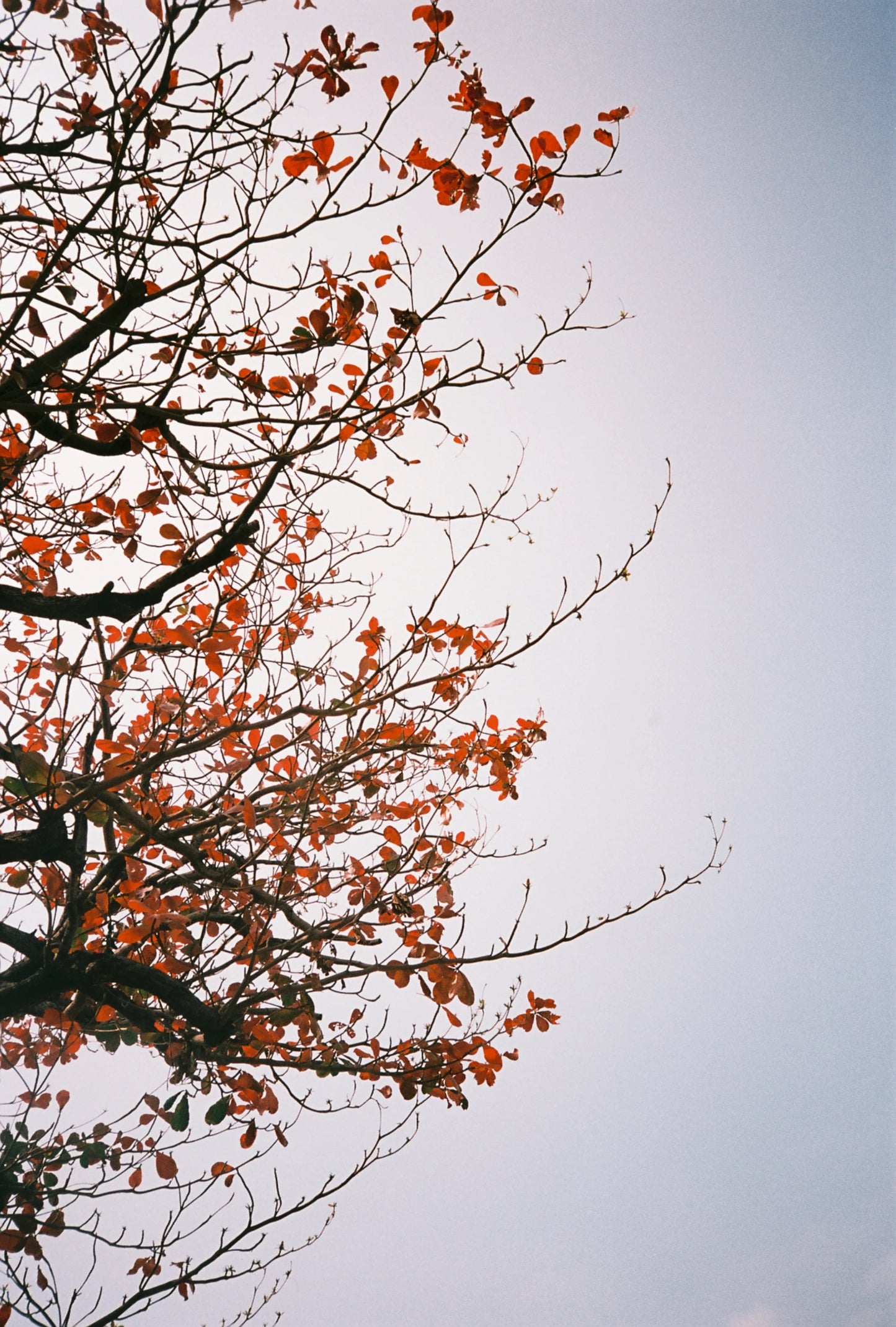 Retocolor Maple 100 135 Color Negative Film 27EXP