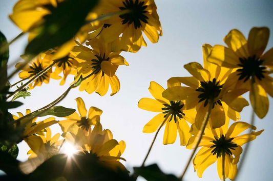 Kodak Kodakcolor 100 135 Color Negative Film 36EXP