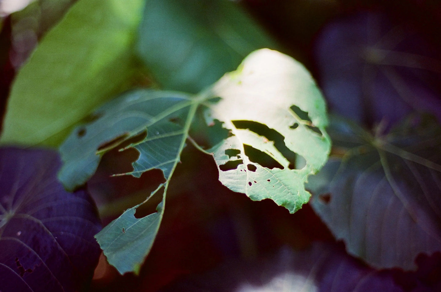 Retocolor Amber T200 135 Color Negative Cine Film 27EXP