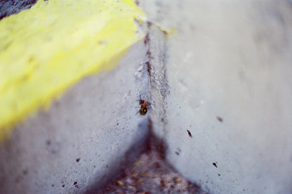 Retocolor Amber T200 135 Color Negative Cine Film 27EXP