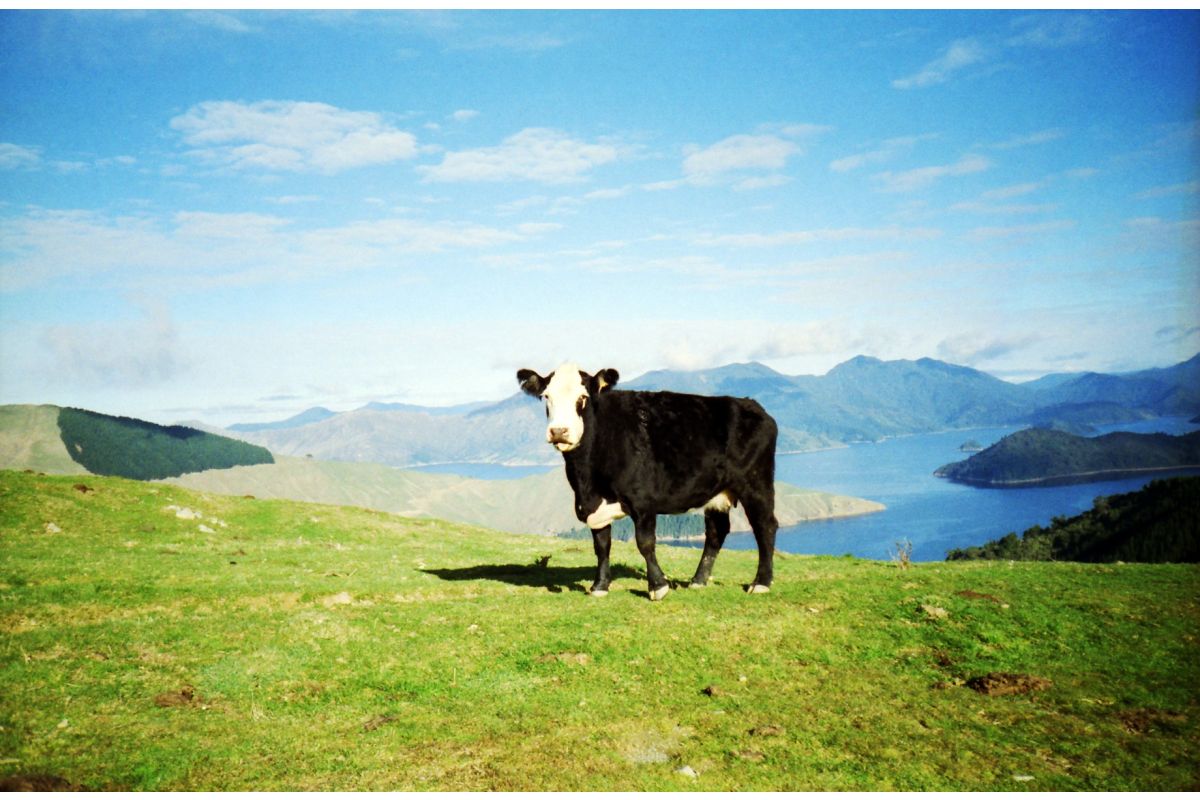 Lomography ISO100 135 Color Negative Film 3 Rolls