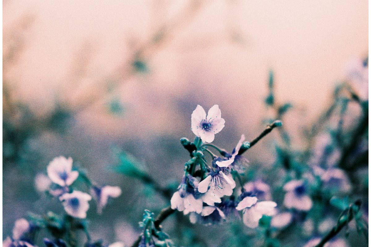 Lomography LomoChrome Turquoise ISO100-400 135 Color Negative Film